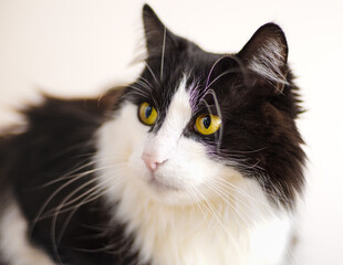 Portret czarno-białego długowłosego kota o ż&oacute;łtych oczach na jasnym tle