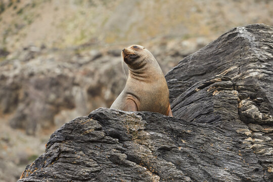 Sea lion on a rocky island in Choros, Chile.