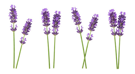 Obraz premium Lavender Sprigs Isolated on White Background