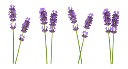 Lavender Sprigs Isolated on White Background