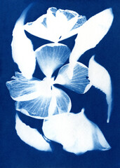 Fototapeta premium Blue cyanotype of flowers. A Sun Print. Silhouettes of flower petals on a blue background. Plant illustration. Alternative photography.