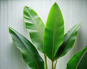 Green palm with reeded glass. Pure abstract design on empty background for clean modern look. White Reeded Glass. Ribbed Background. Plant leaves. Minimal magazine concept on wood banner.