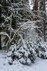 Śnieżna i mrożna zima w Puszczy Knyszyńskiej, Podlasie, Polska