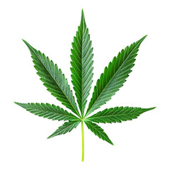 Green cannabis leaf isolated on transparent background Remove png, Clipping Path, pen tool