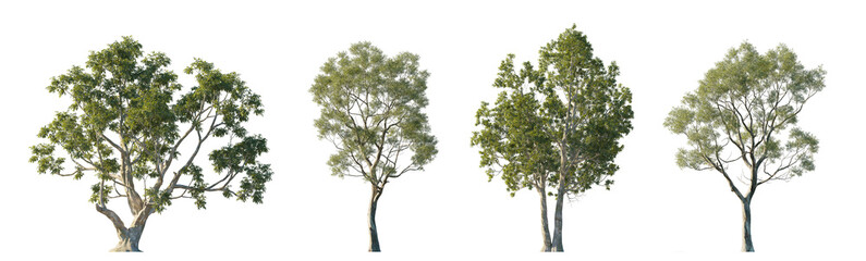 Eucalyptus camaldulensis and Eucalyptus amygdalina (River Red Gum, Black Peppermint, Gum Trees)...