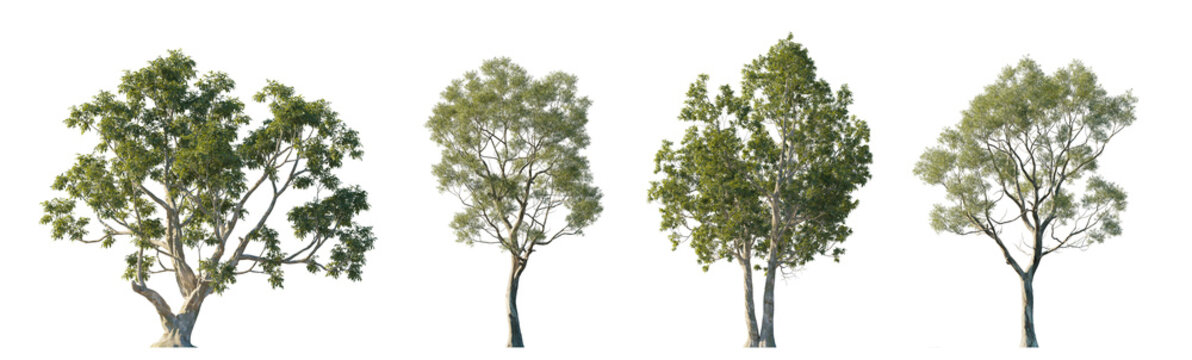 Eucalyptus camaldulensis and Eucalyptus amygdalina (River Red Gum, Black Peppermint, Gum Trees) Isolated PNG on a Transparent Background Premium Nature Cutout