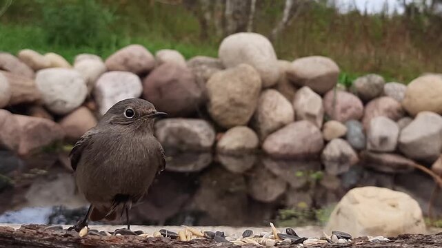 The redstart bird Phoenicurus phoenicurus in the wild