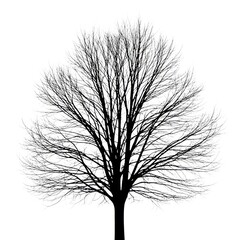 Obraz premium Solitary leafless tree silhouette
