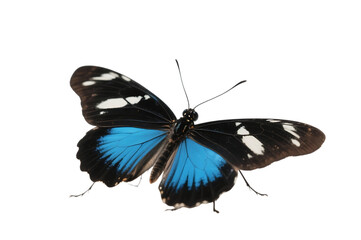 Elegant blue and black butterfly on transparent background