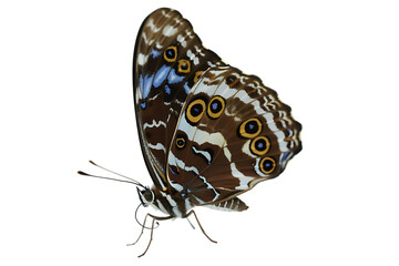 Fototapeta premium Exotic butterfly with detailed wing pattern on black