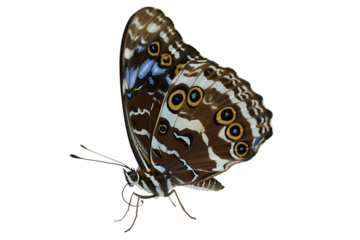 Exotic butterfly with detailed wing pattern on black