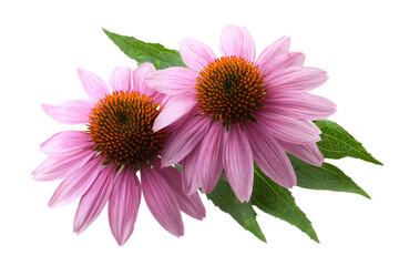 Close-up of three pink coneflowers with green leaves