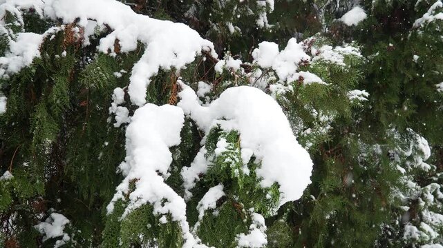 Thuja, Thuya or Life Tree, genus of coniferous gymnosperms in cypress family Cupressaceae. Horticulture as ornamental foliage plant. Snow-covered pine trees under heavy canopy. Winter storm in Serbia.
