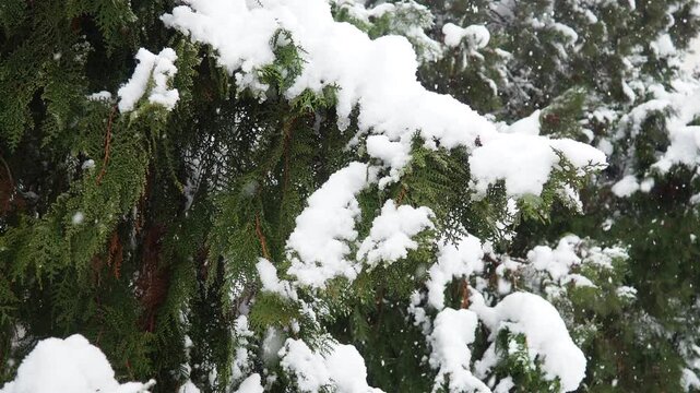 Thuja, Thuya or Life Tree, genus of coniferous gymnosperms in cypress family Cupressaceae. Horticulture as ornamental foliage plant. Snow-covered pine trees under heavy canopy. Winter storm in Serbia.