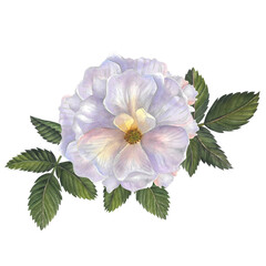 Watercolor illustration of rose hip flower with leaves, isolated composition on transparent background, hand drawn. For printing on fabric, tableware, packaging