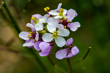 Fototapeta premium Diplotaxis erucoides, especie de hierba anual de la familia Brassicaceae nativa del Mediterráneo
