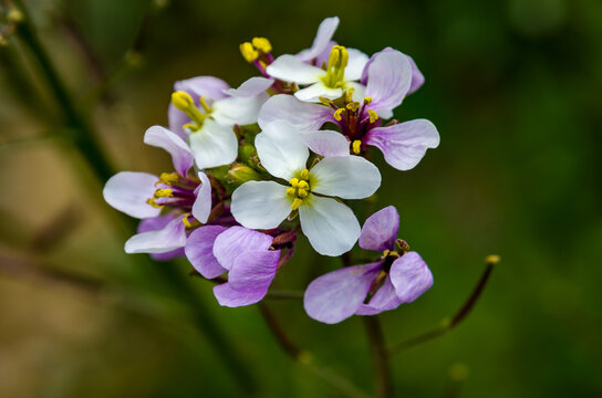 Diplotaxis erucoides, especie de hierba anual de la familia Brassicaceae nativa del Mediterr&aacute;neo