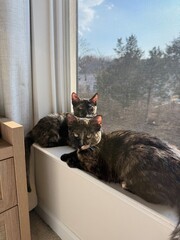 cats on windowsill 