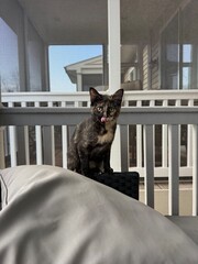 cat on porch