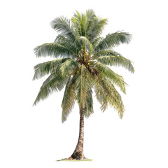 Obraz premium Isolated coconut palm tree, vibrant green foliage, slender trunk