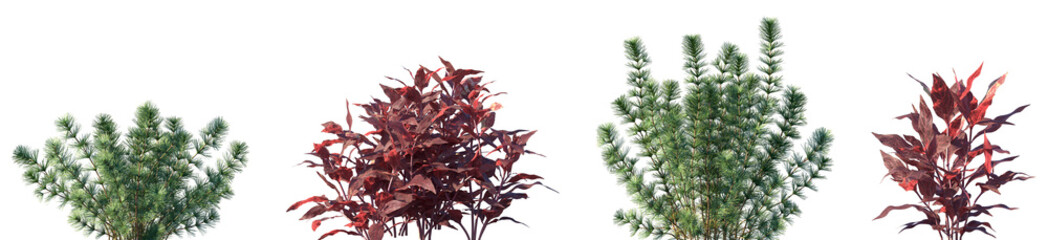 Naklejka premium Set of Hydrotriche hottoniiflora and Alternanthera reineckii (known as water hedge) frontal aquatic plants isolated png on a transparent background perfectly cutout high resolution