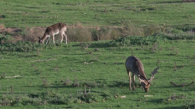 Fallow Deer (Dama dama) eating grass, zooming out for a wide view of the deer park. Autumn, Kent, UK [Half speed]