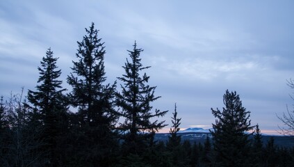 Dark evergreen tree silhouettes against a cloudy blue sky at dusk