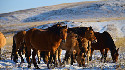 horses graze in a snow-covered field in winter