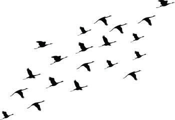 Obraz premium Black Silhouette Flock of Birds Flying in Diagonal Formation Vector Isolated