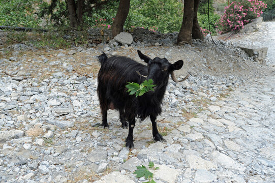 Ch&egrave;vre sauvage noire (Capra aegagrus hircus) mangeant des feuilles de platane oriental dans les gorges de Samaria dans les Sfakia en Cr&egrave;te