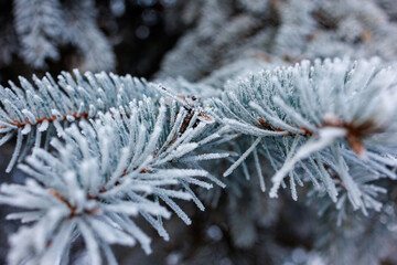 Close up of frost coated spruce needles after сильные морозы showing delicate ice crystals on evergreen branches in harsh winter conditions