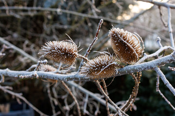 Frozen teasel seed heads covered with hoarfrost on bare branches during a cold winter morning in natural woodland environment