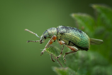 Green nettle weevil (Phyllobius pomaceus) with metallic scales on a leaf, macro photography