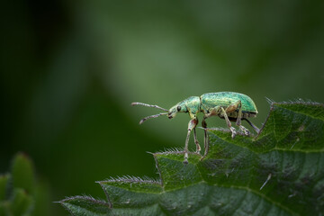 Green nettle weevil (Phyllobius pomaceus) with metallic scales on a leaf, macro photography