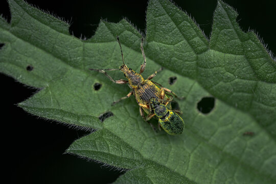 Mating pair of green nettle weevils (Phyllobius pomaceus) in copula on a leaf