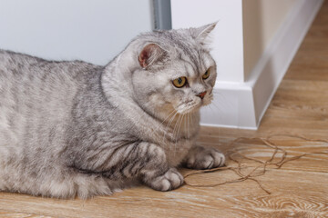 Scottish Fold cat with silver tabby coat lying on a wooden floor near a white wall