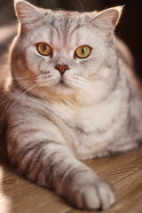 Close-up portrait of a fluffy British Shorthair cat with striking yellow eyes