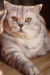 Close-up portrait of a fluffy British Shorthair cat with striking yellow eyes