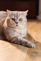 British Shorthair cat with striking yellow eyes rests on a sunlit wooden floor