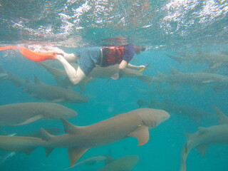 Snorkeling with nurse sharks in crystal clear waters of Vaavu Atoll, Maldives, peaceful underwater encounter with marine wildlife in a tropical Indian Ocean paradise