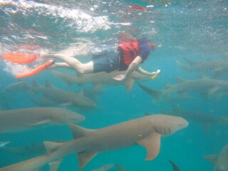 Snorkeling with nurse sharks in crystal clear waters of Vaavu Atoll, Maldives, peaceful underwater encounter with marine wildlife in a tropical Indian Ocean paradise