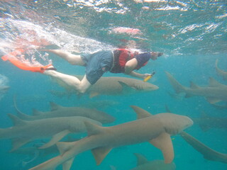 Snorkeling with nurse sharks in crystal clear waters of Vaavu Atoll, Maldives, peaceful underwater encounter with marine wildlife in a tropical Indian Ocean paradise