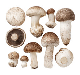 Close-up view of various mushroom types, different sizes and shapes, light brown, beige, and white caps and stems, arranged in a grid pattern