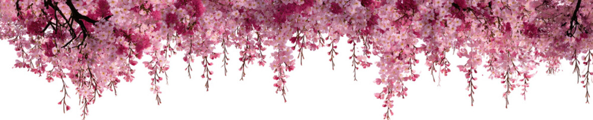 Dense cluster of vibrant pink blossoms