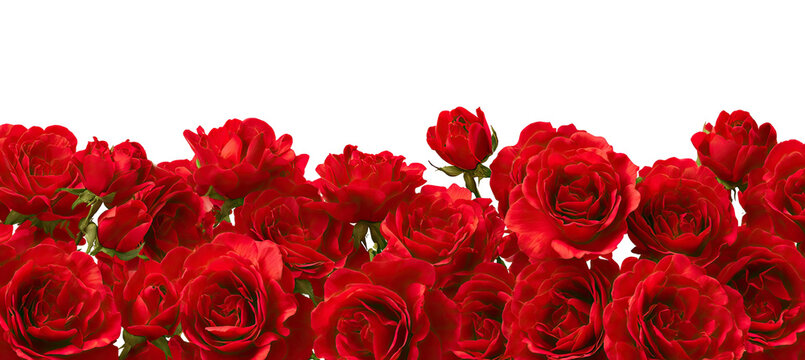 Close-up of many vibrant red roses