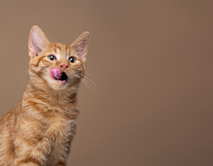 hungry ginger kitten expecting pet food, sticking out tongue licking mouth