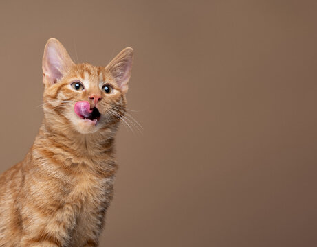 hungry ginger kitten expecting pet food, sticking out tongue licking mouth
