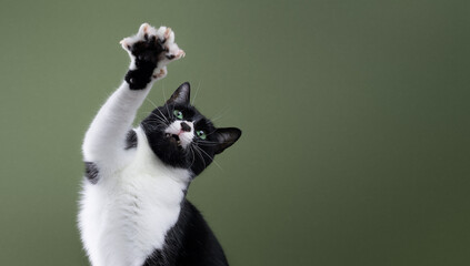 playful green eyed tuxedo cat with one paw up in the air, studio shot on green background with blank copy space right of the cat