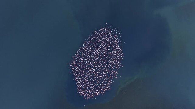 A stunning gathering of numerous graceful flamingos floats peacefully on tranquil blue waters, creating a vibrant and mesmerizing spectacle at dusk in a natural wetland habitat.