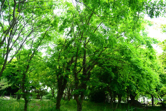 Gleditsia sinensis Lam. of Fabaceae is a majestic tree valued for its medicinal thorns and pods in Asia. This is an authentic optical photography.